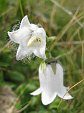 campanula barbata albina 1